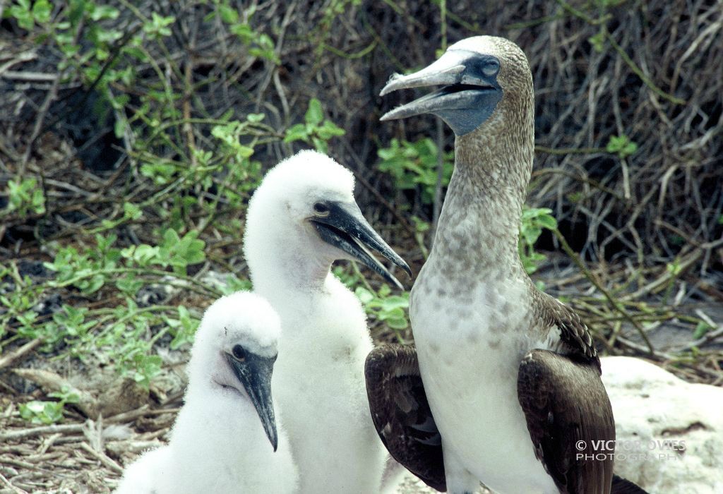 Piqueros